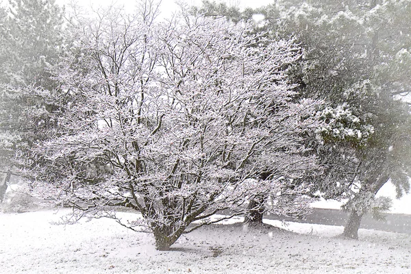 Apple Blossom Tree Winter Snow