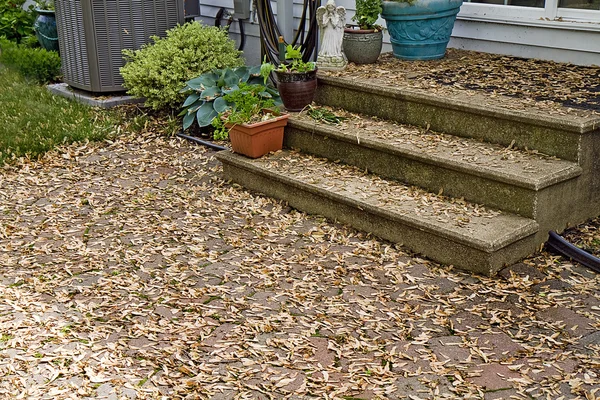 Pod Seeds from Maple Trees Covering Patio