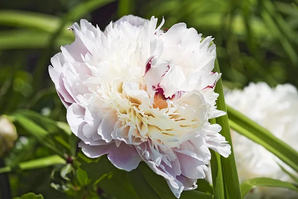Large white and pink peony in Garden
