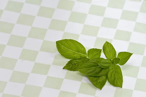 Basil herb on soft green checkered background