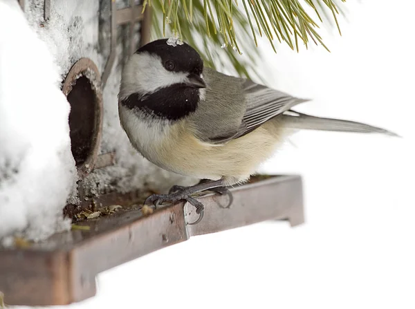 Black-Capped Chickadee after Snow Storm Feeds at Bird Feeder