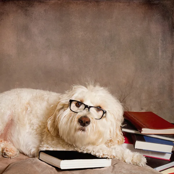 Background of a studious Dog Wearing Reading Glasses and Books