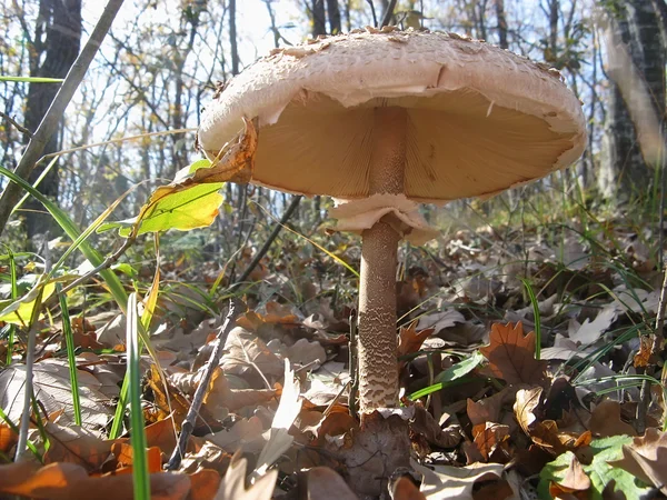Mushroom in  forest