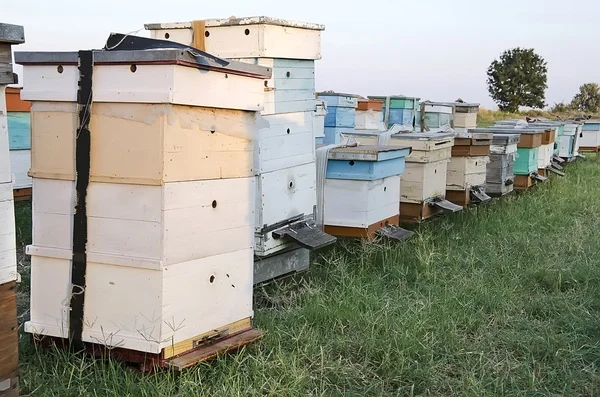 Bee hives in the apiary in the field