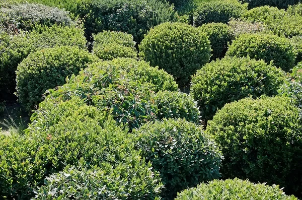 Trimmed bushes in Park