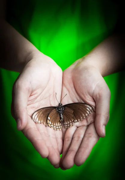 Dead butterfly in lady hand, green earth concept