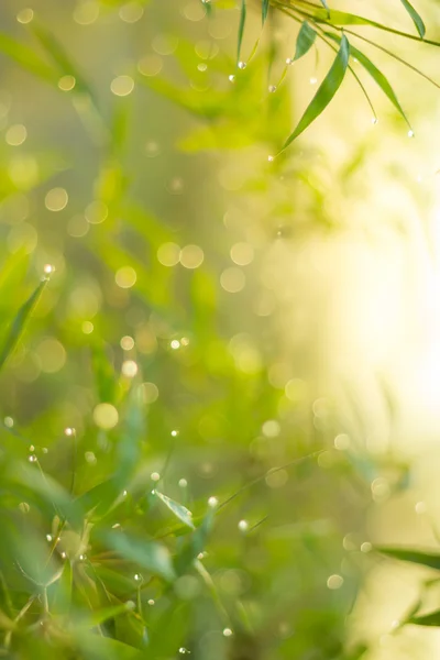 Twinkling lights blurred natural bokeh