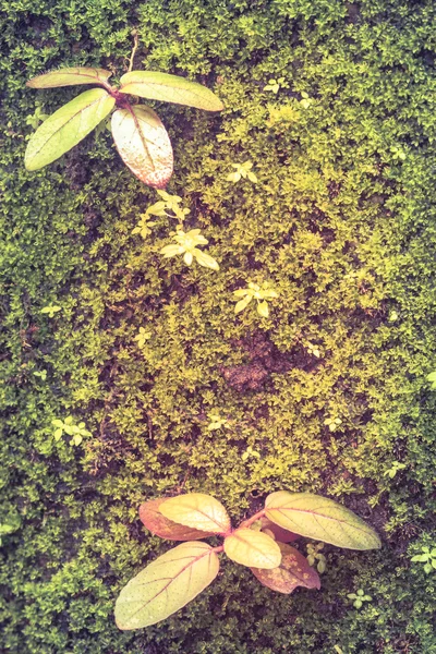 Top View. Young Plant Growing On Damp Ground Covered Under The Forest.