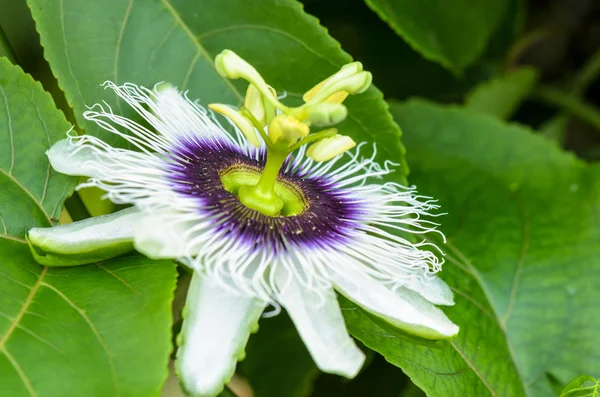 Exotic beautiful flower