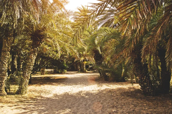 Palm trees on a sunny beach, Crete, Greece