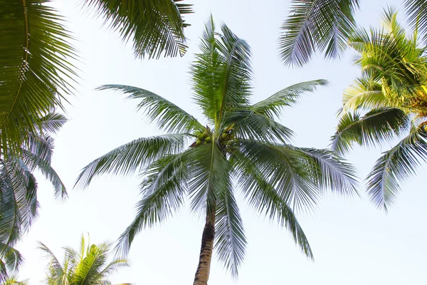 Stock Photo Coconut palm trees against sky / Coconut palm trees