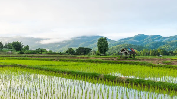 Hut in rice farm field