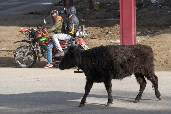 Garze, China - May 2, 2016: yak and people on the road in Garze,