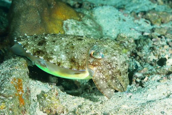 Camouflaged cuttlefish, changing its color to match the sand bottom.