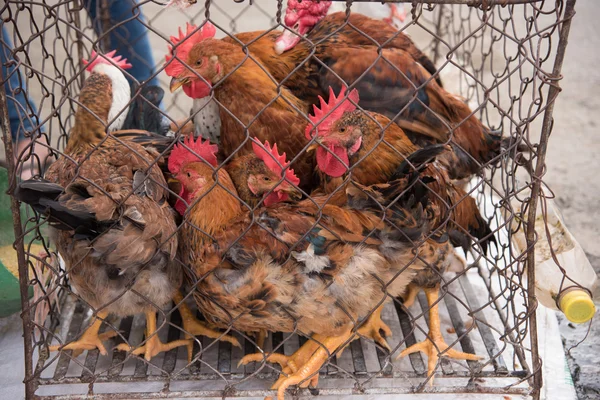 LAOCAI, VIETNAM, JUN 10: chickens in cage in the Tu le market on