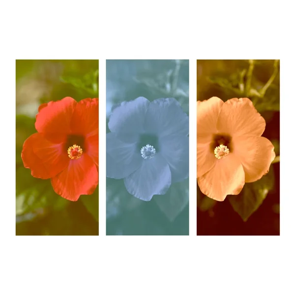 Flowers photo collage frame on isolated background