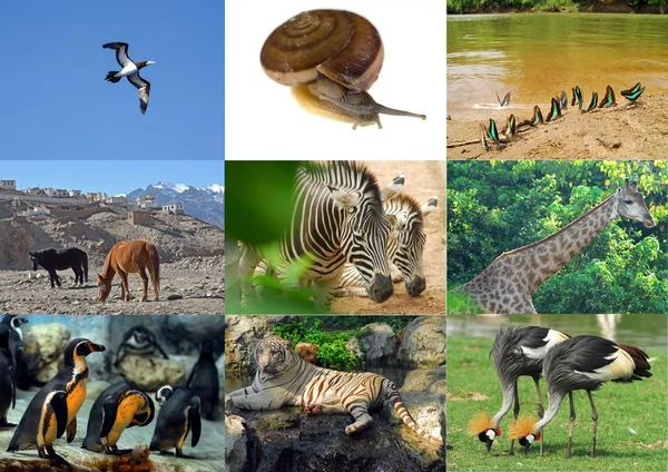 The collage animals photos