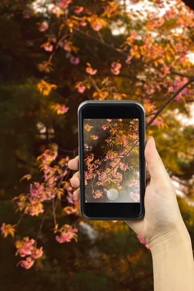 Taking photo on smart phone. Wild Himalayan Cherry (Prunus ceras
