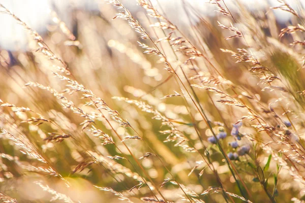 Golden Grain of Wild wheat on sunrise close up