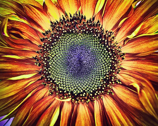 Beautiful large decorative sunflower with big green and red petals.