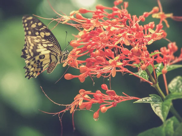 Butterfly on a flower (Vintage filter effect used)