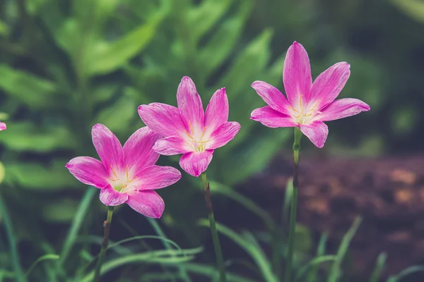 Pink Rain Lilies in green background. (Vintage filter effect use