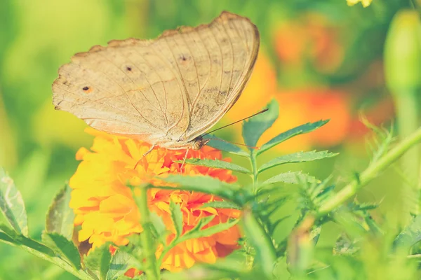 Beautiful butterfly sitting in the flower (Vintage filter effect