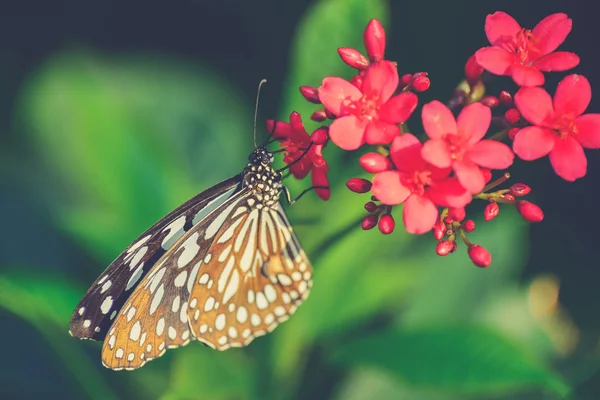Beautiful butterfly sitting in the flower (Vintage filter effect