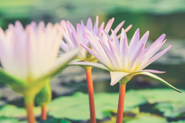 Close-up of colorful pink water lily (Vintage filter effect used