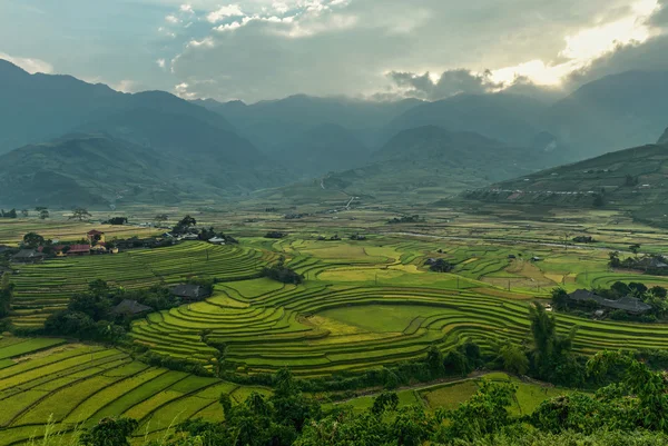 Rice fields on terraced of Mu Cang Chai, YenBai, Vietnam. Rice fields prepare the harvest at Northwest Vietnam