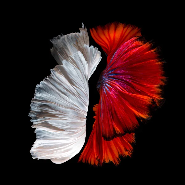 Abstract fine art of moving fish tail of Betta fish or Siamese fighting fish isolated on black background