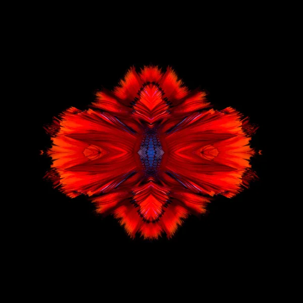 Abstract fine art of moving fish tail of Betta fish or Siamese fighting fish isolated on black background.