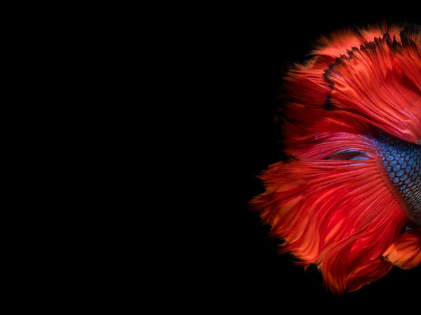 Abstract fine art fish tail free form of Betta fish or Siamese fighting fish isolated on black background.Elegant Design with copy-space for your Text