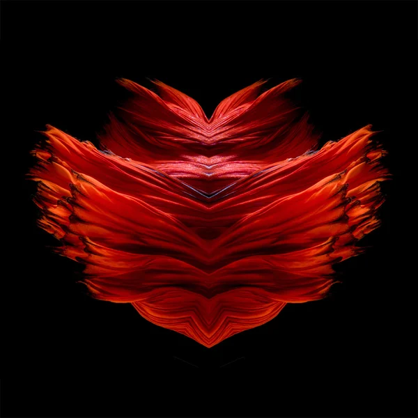 Abstract fine art free form fish tail of Betta fish or Siamese fighting fish isolated on black background