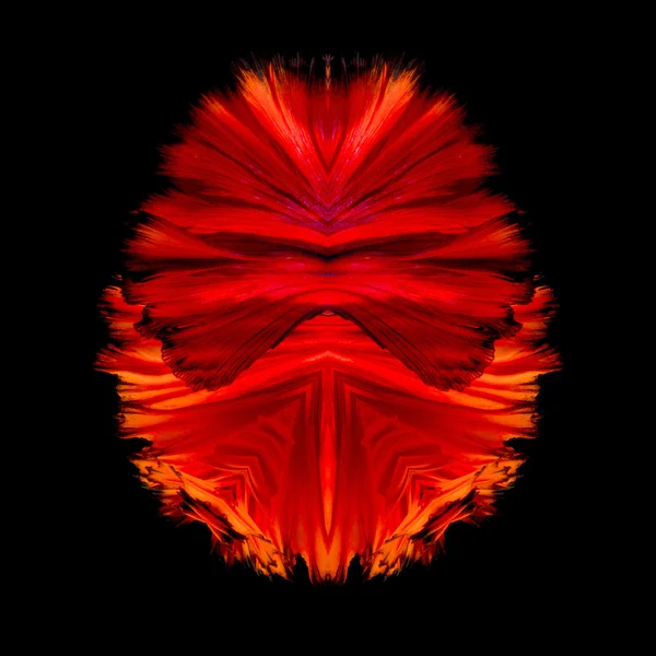 Abstract fine art free form fish tail of Betta fish or Siamese fighting fish isolated on black background