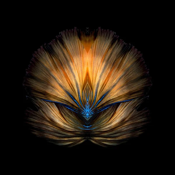 Abstract fine art colourful fish tail free form of Betta fish or Siamese fighting fish isolated on black background