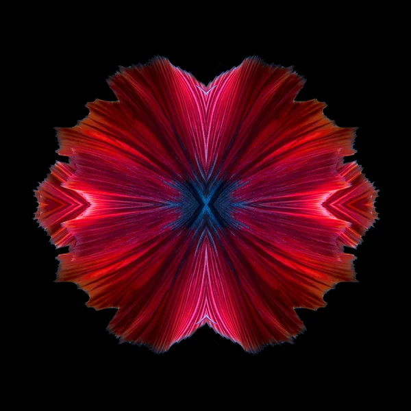 Abstract fine art colourful fish tail free form of Betta fish or Siamese fighting fish isolated on black background