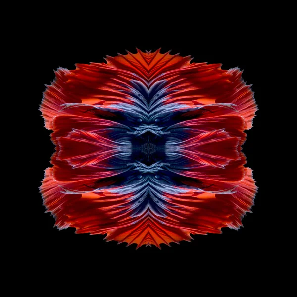 Abstract fine art fish tail free form of Betta fish or Siamese fighting fish isolated on black background