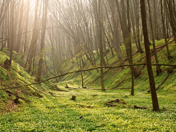 Background of nature the spring blooming forest at sunrise