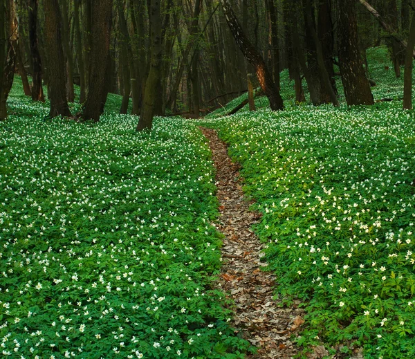 Trail in blossoming green forest, spring nature background