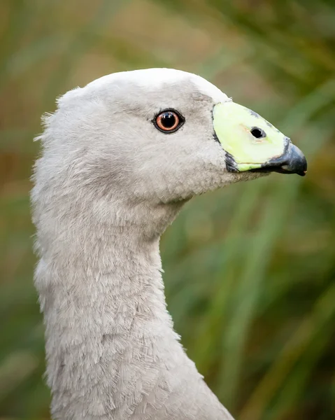 Head of a Cape Barren Goose