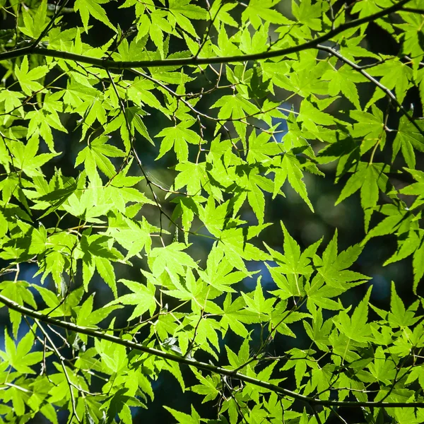 Background of Green Sunlit Japanese Maple Leaves