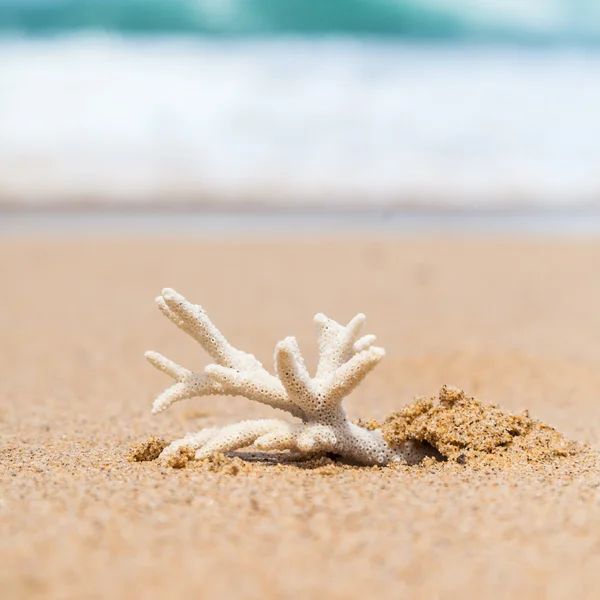 Endangered Staghorn Coral Skeleton Washed Up on Beach in Austral