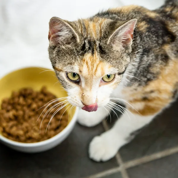 Calico Tortoiseshell Cat with Dry Food Licking Lips with Tongue