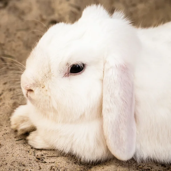 White Lop Eared Domestic Rabbit Lying Down on Sand