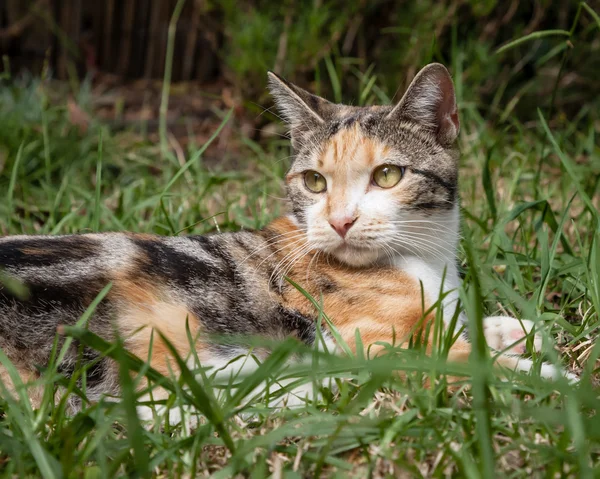 Calico Cat Lying in Long Grass Looking Over Her Shoulder