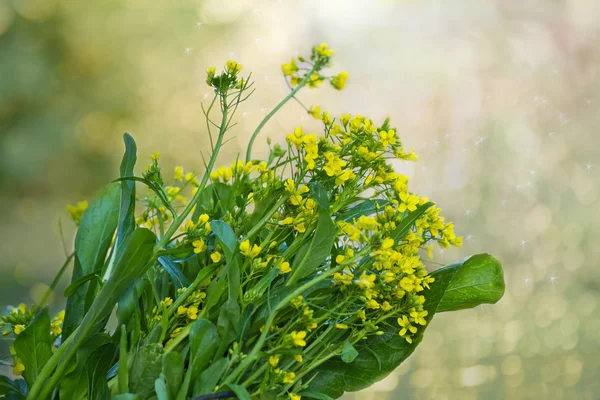 Green vegetable in garden, Choy sum, a kind of chinese vegetable