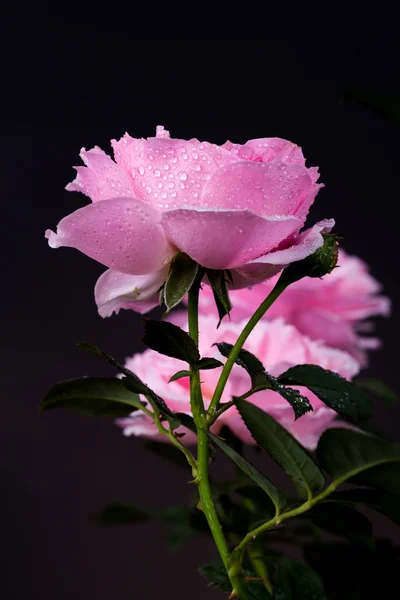 Beautiful pink rose with water drop on black
