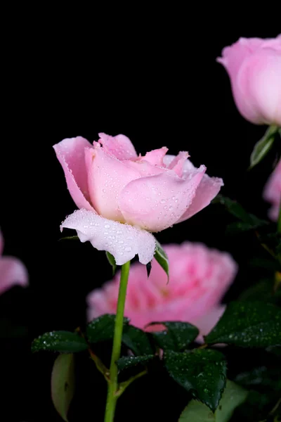 Beautiful pink rose with water drop on black