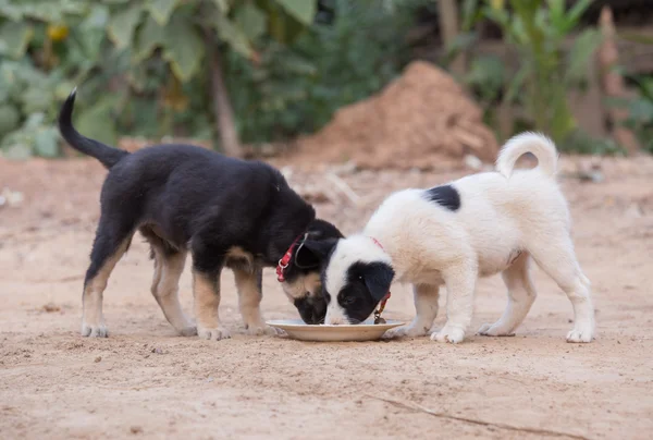 Two puppy dog eating food